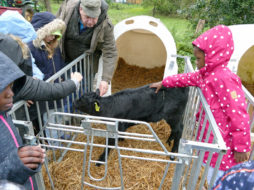 kinder-streicheln-ein-schwarzes-kalb