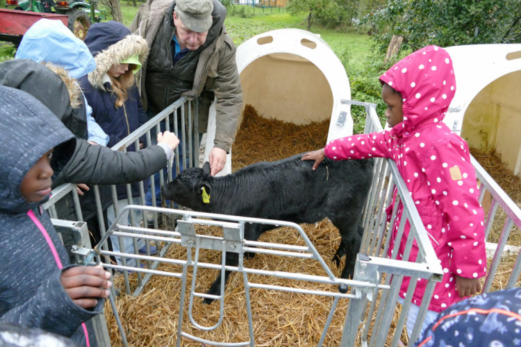 kinder-streicheln-ein-schwarzes-kalb